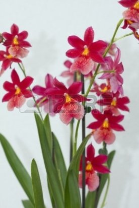 9437796-cambria-orchid