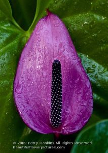 anthurium_purple_0198