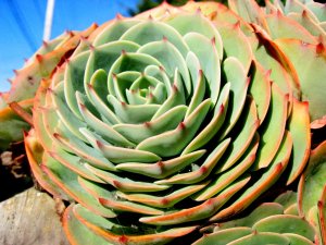 cactus-rose