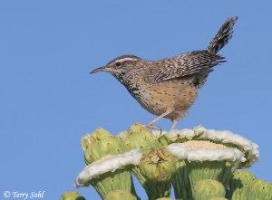 Canyon Wren