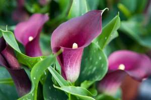 calla 11111