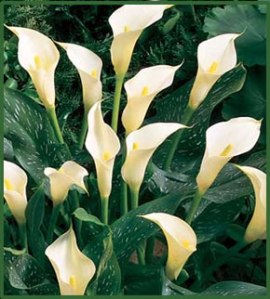 calla