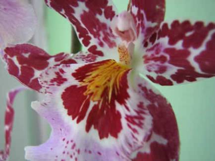 Cambria%20kamerplant%20oktober%202