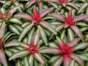 3790 neoregelia