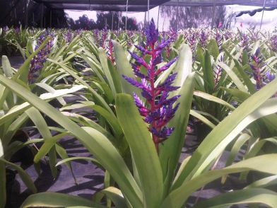 Aec_%20Blue%20Tango9 achmea