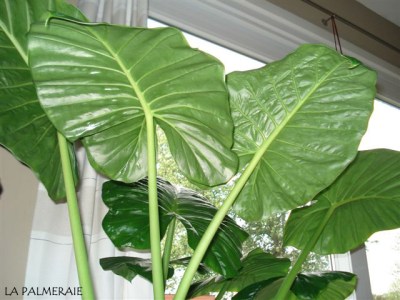 Alocasia-c-1