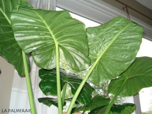 Alocasia-c-1