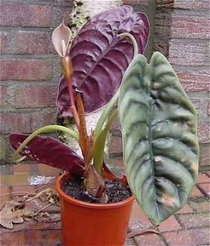alocasiacupreaplant2