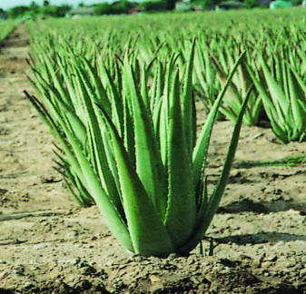 aloevera-plant