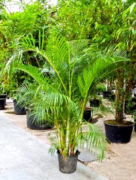 Areca%20chrysalidocarpus%20225%20cm