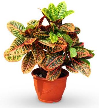 avasflowers-croton-petra-planter_max