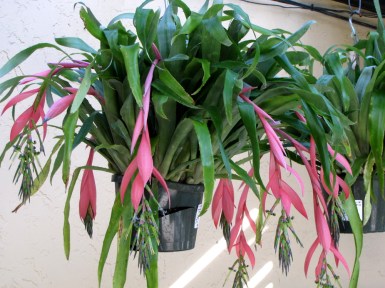 billbergia_nutans_4