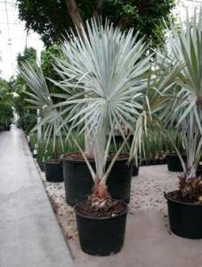 Bismarckia_nobilis_220