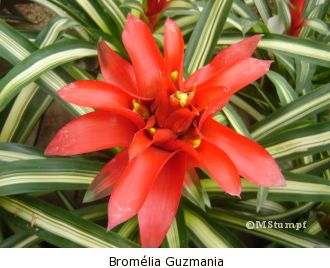 bromelia-em-extincao-no-brasil-1 guzmania