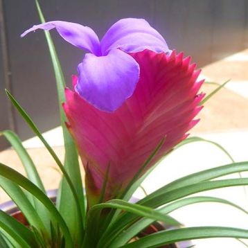 bromelia_0965 tillandsia