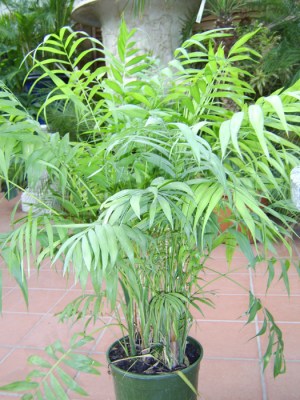 chamaedorea-elegans1291825270