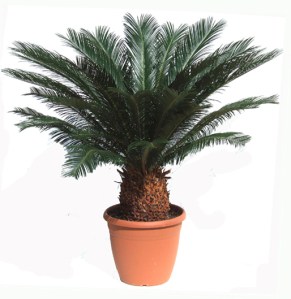 cycas-revoluta-1