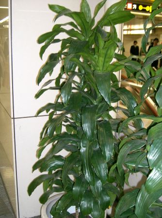 Dracaena_deremensis_Compacta