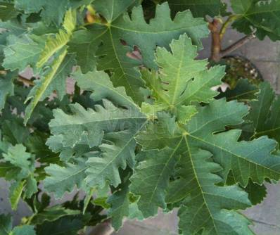 eetbare-tuin-ficus-carica-ice-cristal-vijgenboom