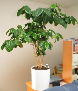 Kahvipensas_Coffea_Arabica_800px