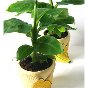 musa_tropicana__2jpg