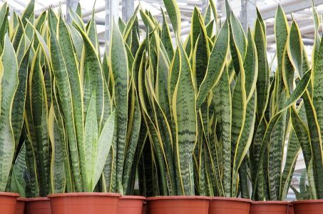 Sansevieria_trifasciata_'Laurentii'