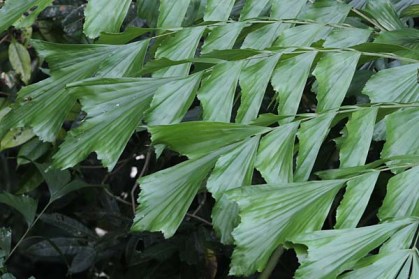 Fish Tail Palm, host plant for Tawny Palmfly