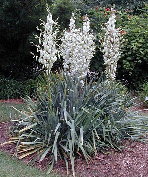 Yucca%20flaccida-palmlelie
