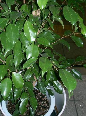 Ficus_benjamina2