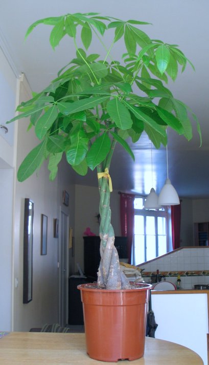 Pachira_aquatica_france