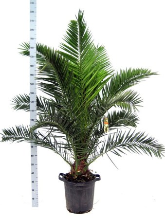 phoenix_p_40_met_hoogte_1