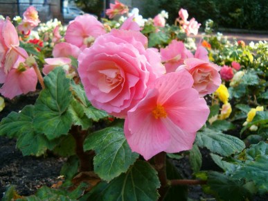 Begonia_x_tuberhybrida_1005Pink1