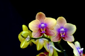 coltivare-orchidee_O1