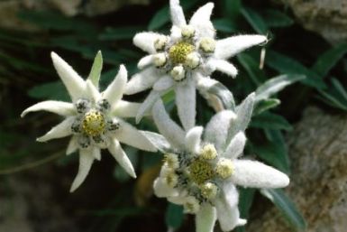 edelweiss_01