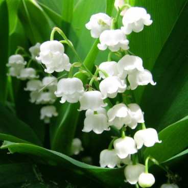 erik-zwaga-geurengoeroe-lelietje-van-dalen1