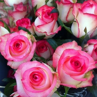 jumilia_22_bewerkt_1_331x331 tudor