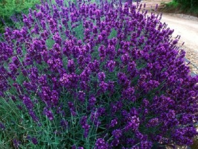 Lavendel-angustifolia-hidcote