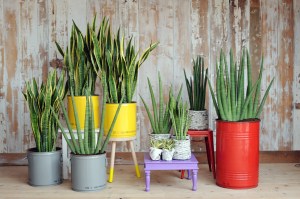 sanseveria-6