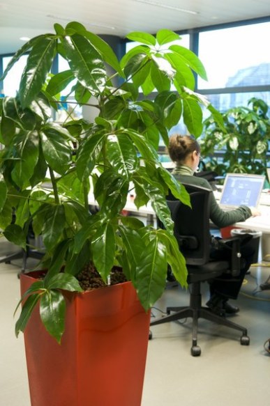 Schefflera+Amate_510x768