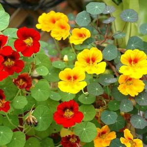 tropaeolum%202oostindische kers