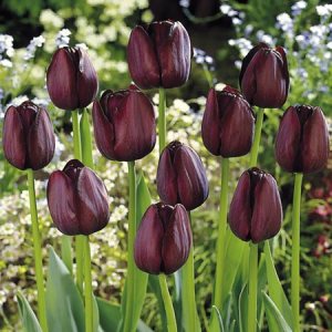 Tulip-black-diamond