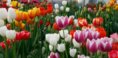 tulp_soorten