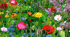 wilde-bloemen-border1