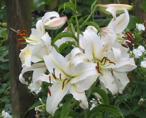 witte-tuinlelies