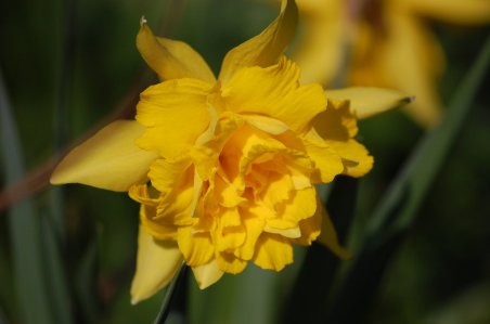 323220__double-daffodil_p