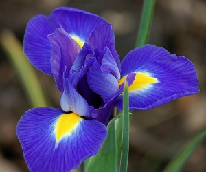 3565680166_2ff8b636b8 blue magic