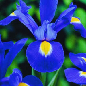 C27256professor blauw