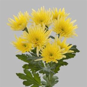 chrysanthemum-Delianne-Yellow-wholesale