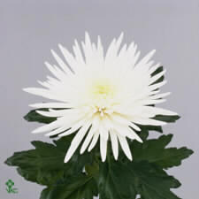 chrysanthemumanastasia