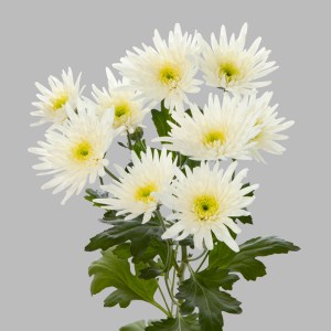 Delianne-white-tros-chrysant-wit-tak